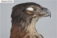 鳳頭蒼鷹藏品圖，第14張